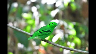 Green Broadbill [upl. by Marwin]