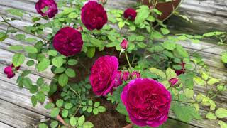 Rose  Munstead Wood relaxing video [upl. by Giustino465]