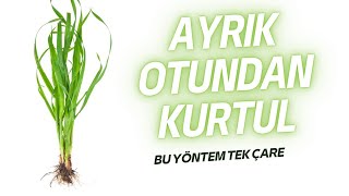 Ayrık Otu ve Kanyaş Otu ile Etkili Mücadele Yöntemleri  Bahçenizi Yabani Otlardan Arındırın [upl. by Heimer599]