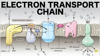 Brief Discussion on the Electron Transport chain Respiratory chain [upl. by Lorollas]