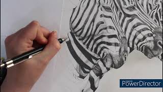 Drawing Timelapse Zebra Part 9 [upl. by Frissell]