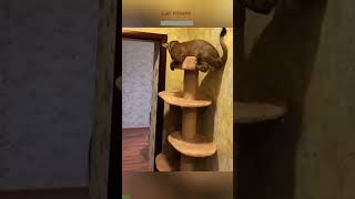 Cute Kittens ❤️ animals 😾 cathouse Episode 2358 [upl. by Mayda18]