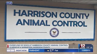 Harrison County Animal Control may need to euthanize dogs due to overcrowding [upl. by Nehgem753]