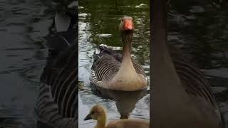 Greylag Goose family with 5 goslings Greylag Goslings sound part3 [upl. by Mcmurry]