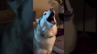 Two Husky have a very unusual bark  they scream all over the house [upl. by Belcher457]