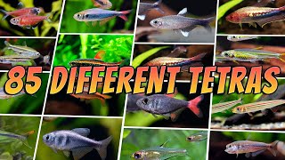 85 Best Tetra Fish Types  Rare amp Common Aquarium Tetras [upl. by Refenej]