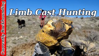 Saddle Mt Limb Cast Hunting  Rockhounding for Petrified Wood In Central Washington [upl. by Ibbed]