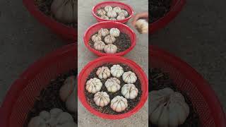 Useful Tips amp Tricks Propagating Growing Garlic on Balconies at Home for Beginners [upl. by Burroughs]