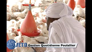 Gestion Quotidienne Poulailler [upl. by Arocal765]