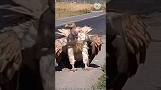 Giddh  Vulture shorts wildlife viral birds animals shortvideo youtube trending nature [upl. by Omrellug]