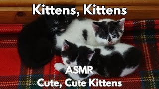 Cute Cute Kittens Playing ASMR Relaxation [upl. by Ayaj]