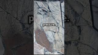 How to Identify Coquina Sedimentary Rock Like a Geologist rocks sedimentary geology rocktypes [upl. by Sunderland911]