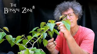 Pruning My Ficus rumphii and microcarpa The Bonsai Zone Aug 2021 [upl. by Chivers277]