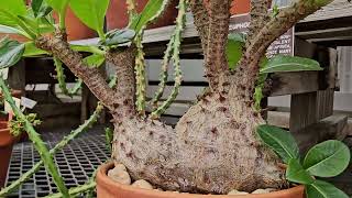 PACHYPODIUM DENSYFLORUM MADAGASCAR [upl. by Kinchen]