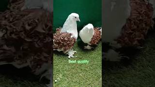 Frillback pigeon sale  All India transportation [upl. by Nhor]