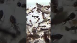 Black Crazy Ant Colony [upl. by Nielson]