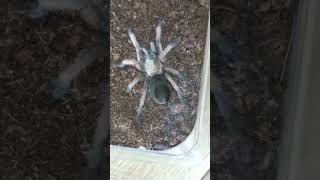 Juvenile Aphonopelma moderatum [upl. by Ittak818]