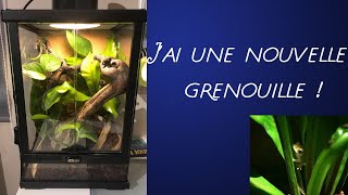 MA NOUVELLE GRENOUILLE  Hyperolius Concolor [upl. by Noami]