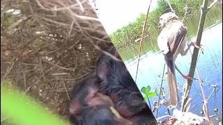 A New Generation of Sparrows Flourishes in the Wild  Tiny Sparrow Chick Finds Home [upl. by Eiramanit]