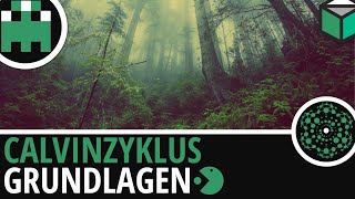 Calvinzyklus Grundlagen einfach erklärt│Biologie Lernvideo Learning Level Up [upl. by Ahseiyk]