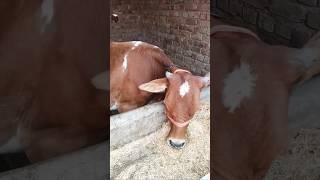 cowdairyfarmvlog dailyroutine dairyfeed formula cowlover animallover dairyindustry shortvido [upl. by Nauqit]