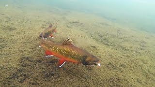 Ice Fishing for Chunky Brook Trout Underwater View [upl. by Osicran]