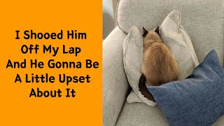 50 Overdramatic Cats Who Deserve An Oscar 22  Funny cat [upl. by Laikeze]