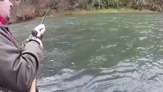 Alsea river Steelhead [upl. by Borman]