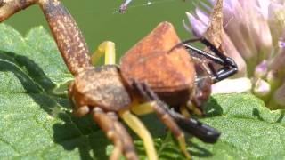 Pistius Crab Spiders in Love ガザミグモ♀♂（蜘蛛）の交接 [upl. by Adlev]