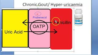 Pharmacology 248 b Probenecid Penicillin Uric Acid Gout Gouty Arthritis HyperUricemia OATP [upl. by Marcel]