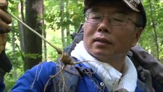 Wild Ginseng West Virginia  천종산삼 웨스트 버지니아 편 B [upl. by Negriv]