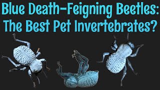 Blue DeathFeigning Beetles The Best Pet Invertebrate [upl. by Adlei]