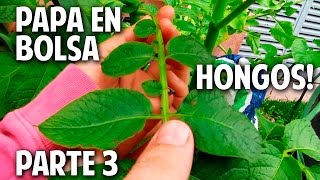 Como cultivar Papa en el balcón  Parte 3  Bicarbonato contra Hongos cosasdeljardin [upl. by Enid506]