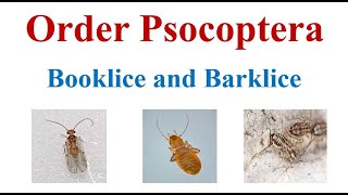 Order Psocoptera [upl. by Werna45]