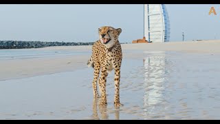 Animalia  Cheetah Duma graces the beach [upl. by Bondy]