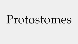 How to Pronounce Protostomes [upl. by Dillie740]