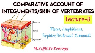 8Integument in Different classes of ChordatesLower ChordatesCyclostomataFishesMsc Bsc [upl. by Bernetta]