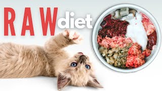 How To Start Your Kitten On A Raw Diet  The Ultimate Guide [upl. by Ener]