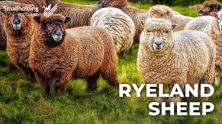 Ryeland amp Coloured Ryeland Sheep  Livestock showcase  Scottish Smallholder Festival 2020 [upl. by Lednew]