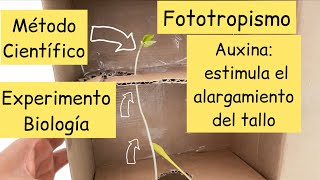 Fototropismo Experimento explicado hormonas vegetales  BiologíayEcología [upl. by Enirehtac]