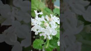 3천원 주고 사온 고양이가 좋아하는 캣닢 화분 꽃까지 폈어요 catnip flower pot bloomed that my cat likes bought for 3dollars [upl. by Leor790]