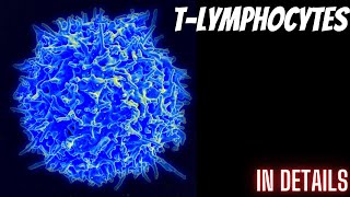 TLymphocytes in details Cytology part 55 [upl. by Powell]