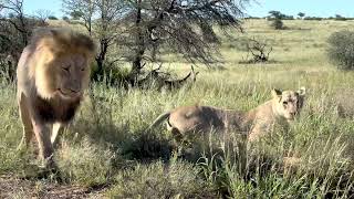 Kgalagadi Mating Lions [upl. by Comstock]