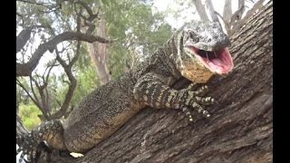 Very Large Goanna Lace Monitor Lizard in tree right next to our camp [upl. by Claudio741]