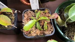 Unboxing my Nepenthes Veitchii Gold [upl. by Nylinnej771]