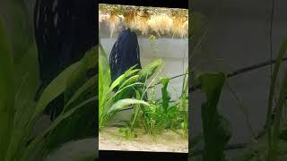 My pet fish  8  killifish petfish fish aquarium short [upl. by Calypso]