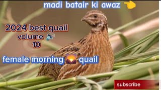 madi batair ki awaz 👈  best batair quail sounds in 2024  female batair ki awaz [upl. by Kenway]