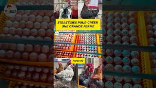 P02 Comment CRÉER VOTRE FERME Voici les stratégies pouletgoliath investiraupays agriculture [upl. by Anyd797]