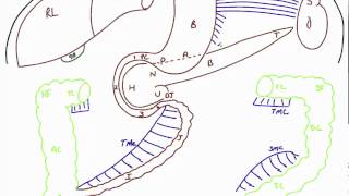 Disposition of Abdominal Viscera [upl. by Pul666]