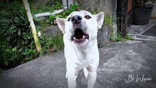 Suara Anjing menggonggongdog barking sound [upl. by Anatol]